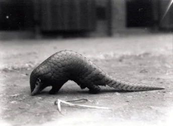 Pangolim chinês, julho de 1925